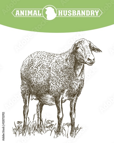 sheep breeding sketch