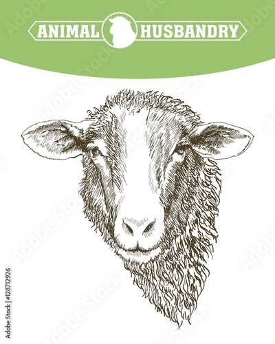 sheep breeding sketch