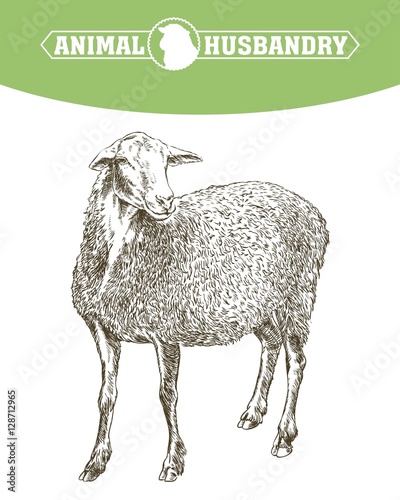 sheep breeding sketch