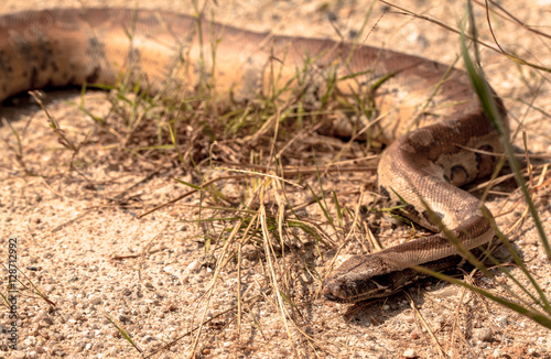 Cobra snake in natural habitats