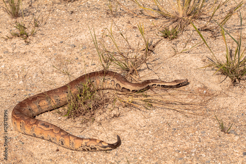 Cobra snake in natural habitats