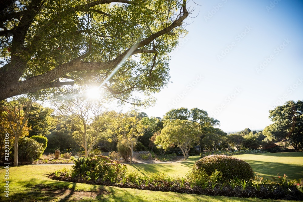 Fototapeta premium Picture of park with trees without people