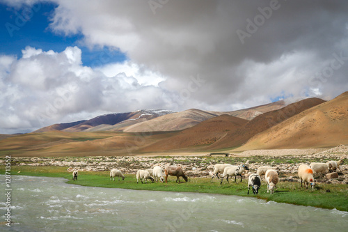 Sheeps and goats grazing on the riverbank in Tibet