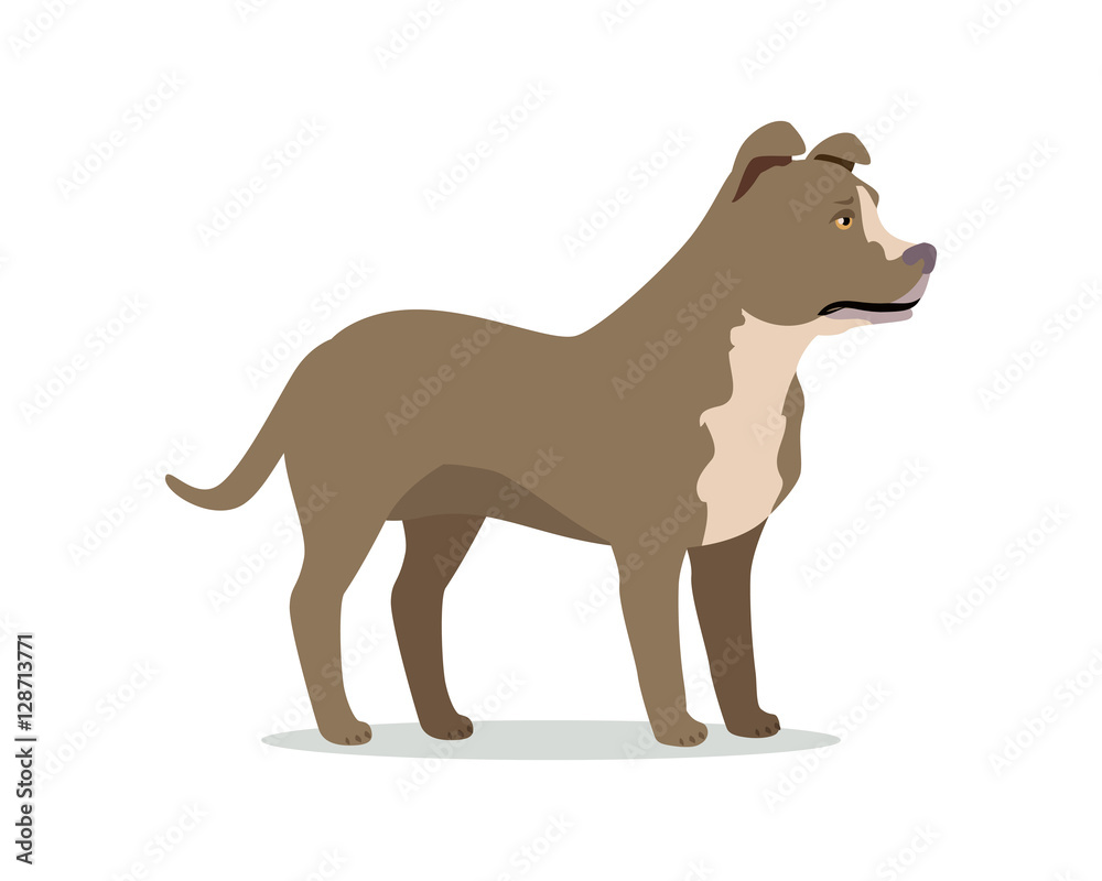 American Pit Bull Terrier Isolated on White American Pit Bull Terrier Isolated on White