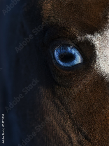 Blue eye of American miniature horse