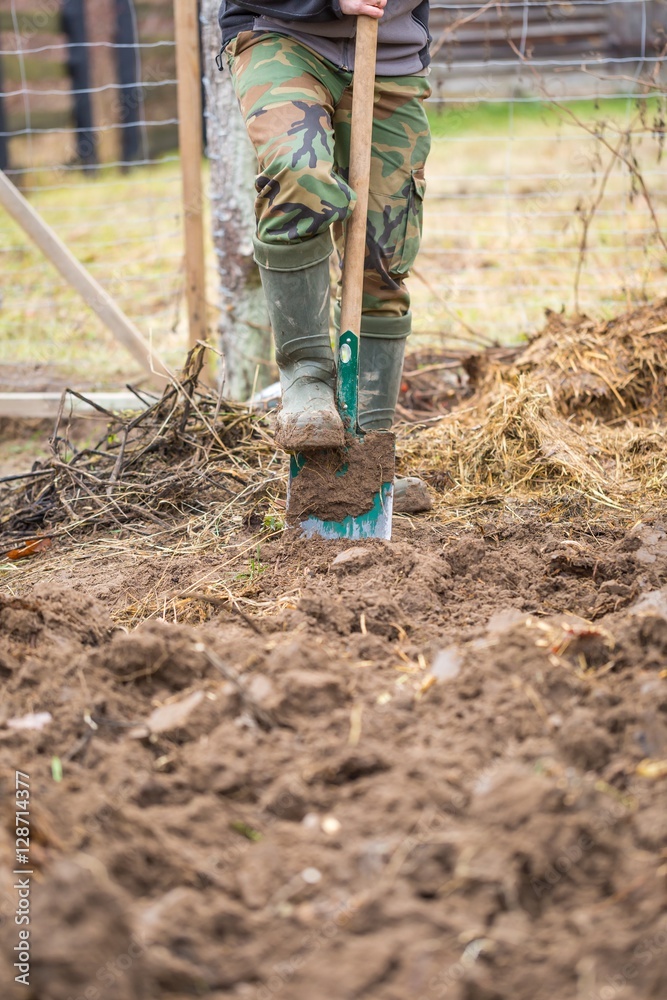 Fototapeta premium Man digging with spade in garden