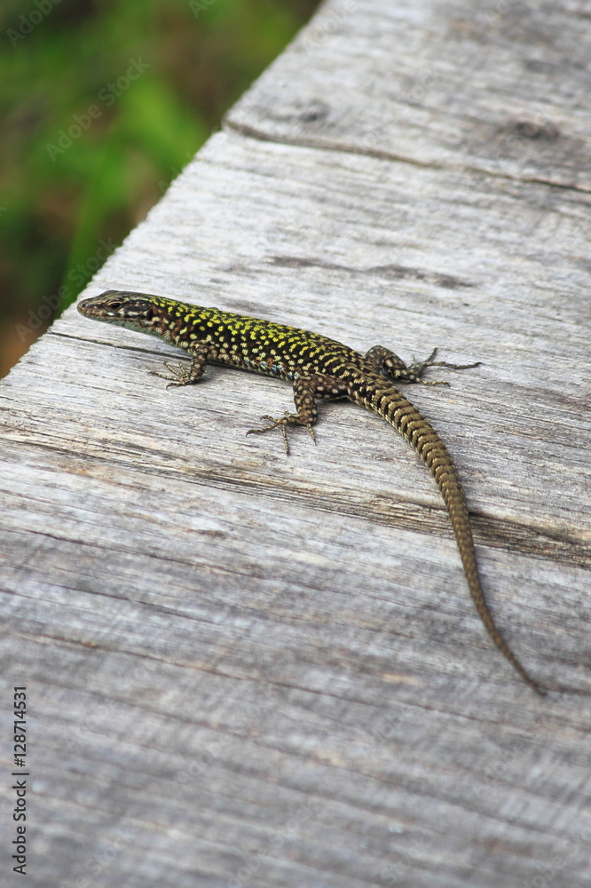 Lizard Lizard