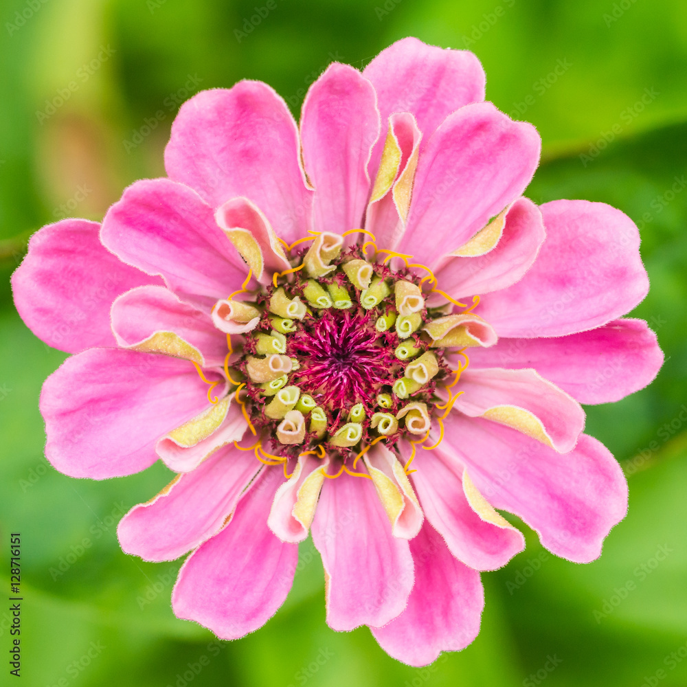 Obraz premium Zinnia Pink