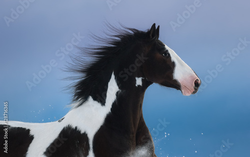 Portrait of American Paint horse on dark blue background