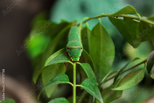 Common Mormon Caterpillar