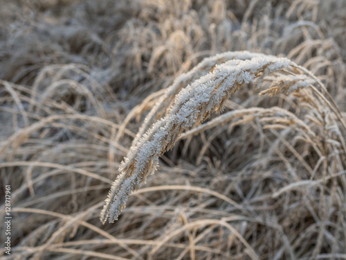 Wiese mit Raureif