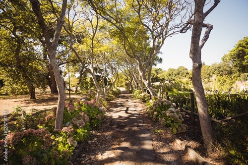 Focus on park with trees