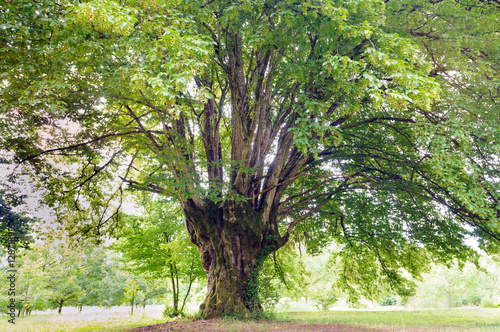 Old common hornbeam (Carpinus betulus) tree. photo