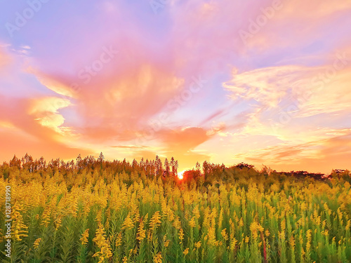 背高泡立草のある夕景