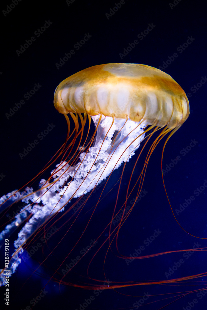 Fototapeta premium Pazifische Kompassqualle (Chrysaora fuscescens) in einem Aquarium.