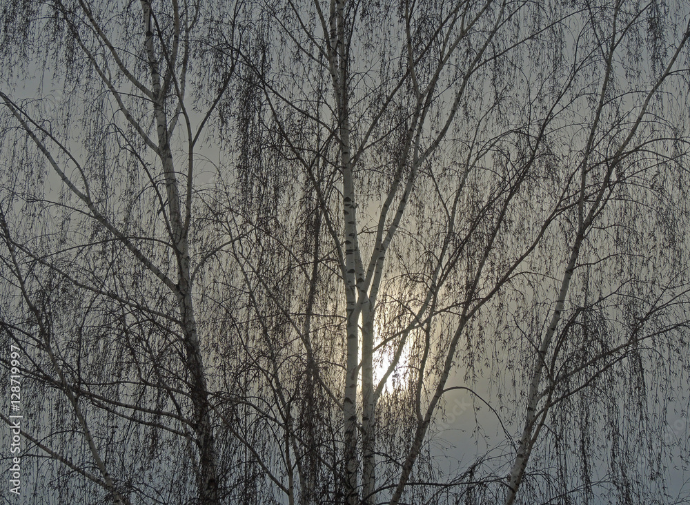 Birch and the sun, branches, trunks, sky, birch catkins, haze Birch and the sun, branches, trunks, sky, birch catkins, haze
