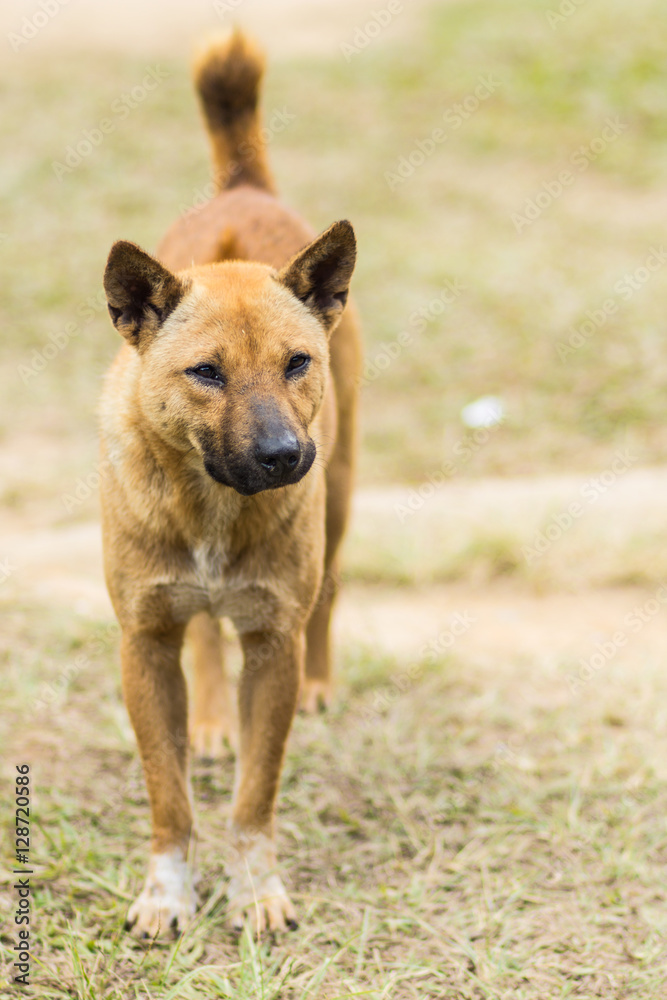 thai stray dog in dry grass