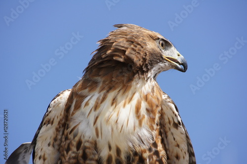 greifvogel_02