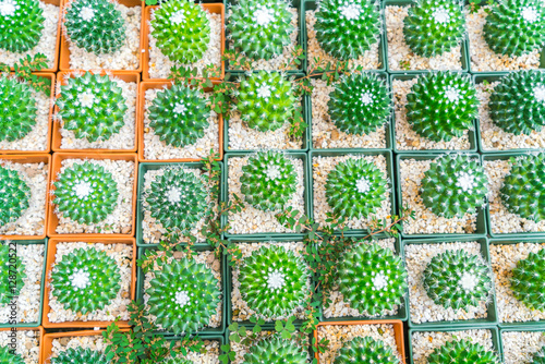 Beautiful small cactus field .