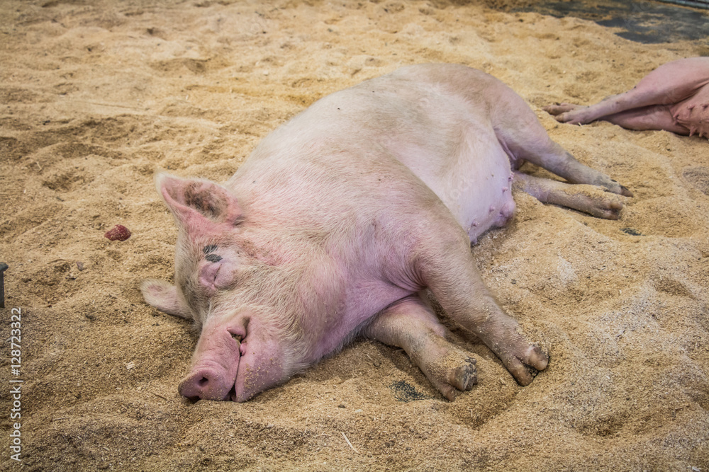 pig sleeping on straw in the pen pig sleeping on straw in the pen