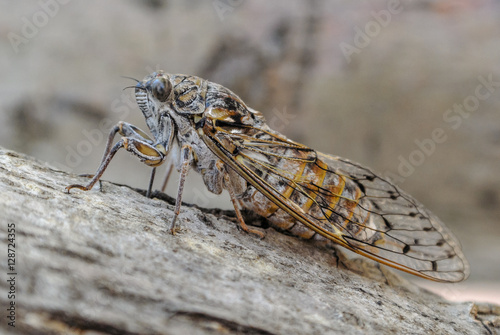 Quadro su tela A close-up of a cicada on a branch. Losinj, Croatia.