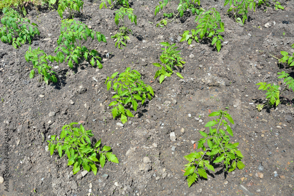 Plants of tomato
