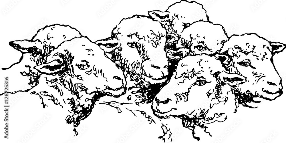 Naklejka premium Vintage image sheep