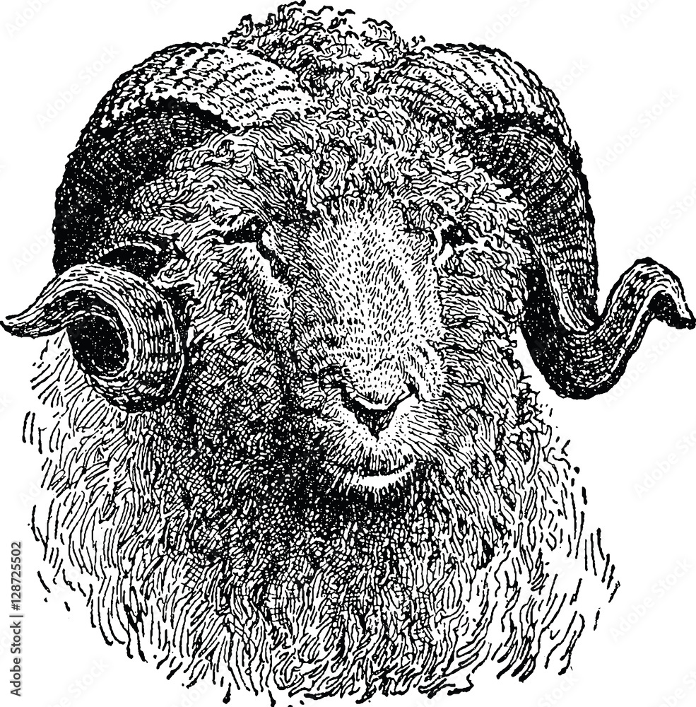 Fototapeta premium Vintage image sheep
