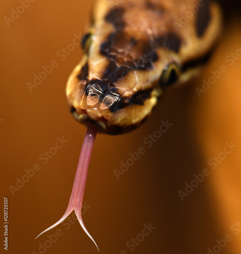 python snake tongue