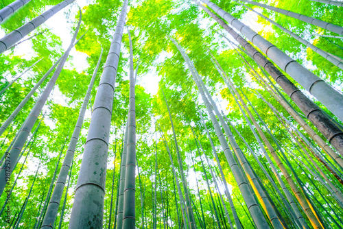 Bamboo forest with sunny in morning