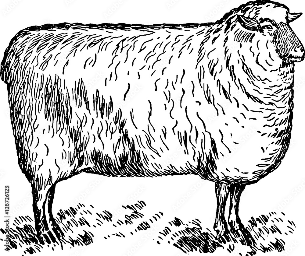 Fototapeta premium Vintage image sheep
