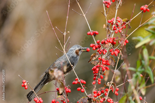 ヒヨドリと木の実