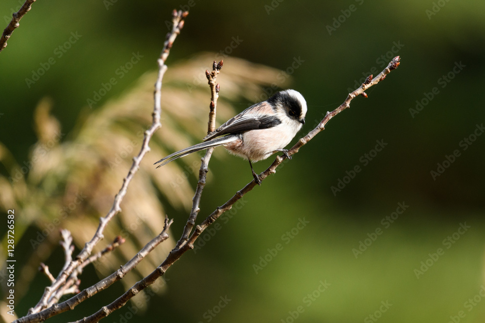 Naklejka premium エナガ