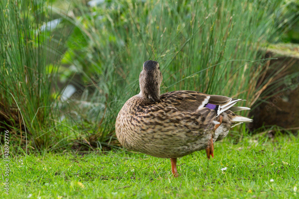 Braune Ente steht auf einem Bein Braune Ente steht auf einem Bein