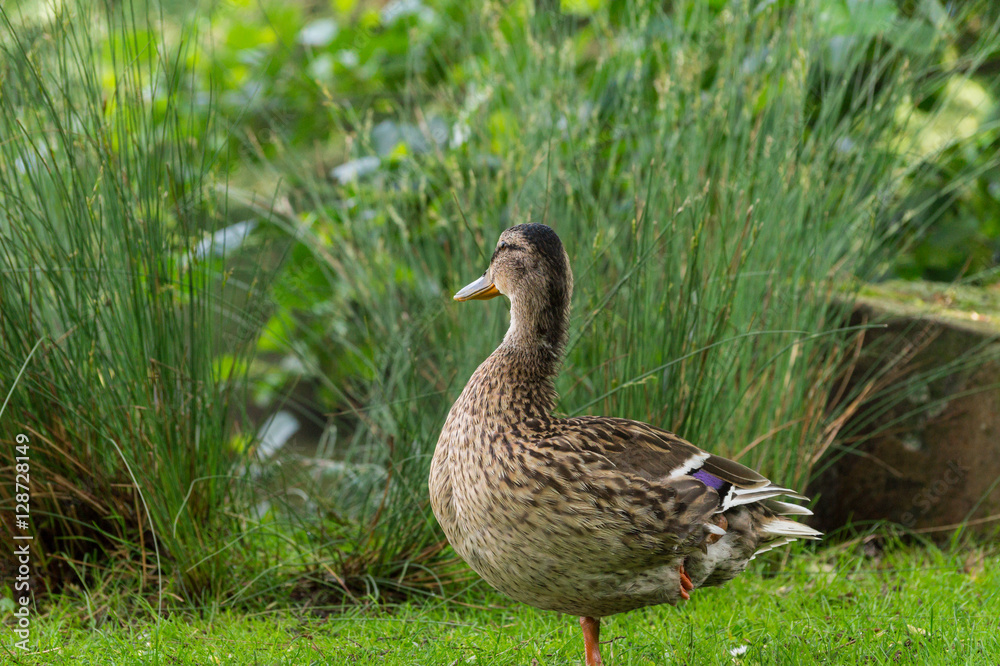 Ente steht auf einem Bein Ente steht auf einem Bein