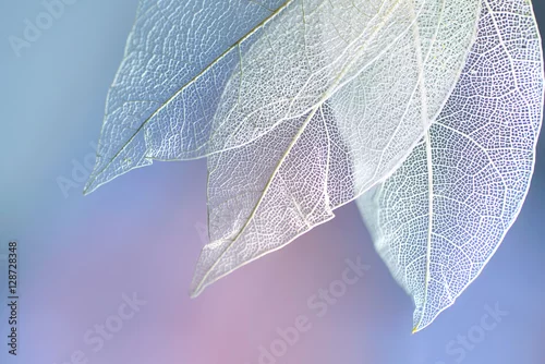 Obraz Biały przezroczysty szkielet pozostawia piękne tekstury na niebieskim, liliowym i różowym abstrakcyjnym tle niewyraźne makro makro. Romantyczny delikatny wizerunek artystyczny.