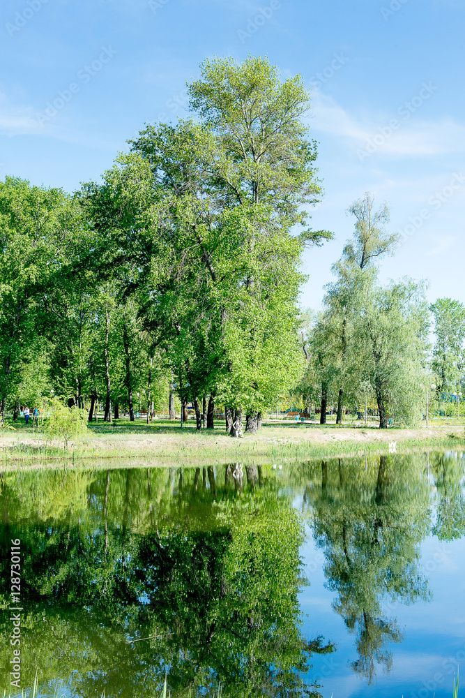 Fototapeta premium Trees growing near the lake in a park in spring. Spring landscape. Nice sunny weather.