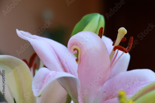 Fototapeta Naklejka Na Ścianę i Meble -  Close-up of flower