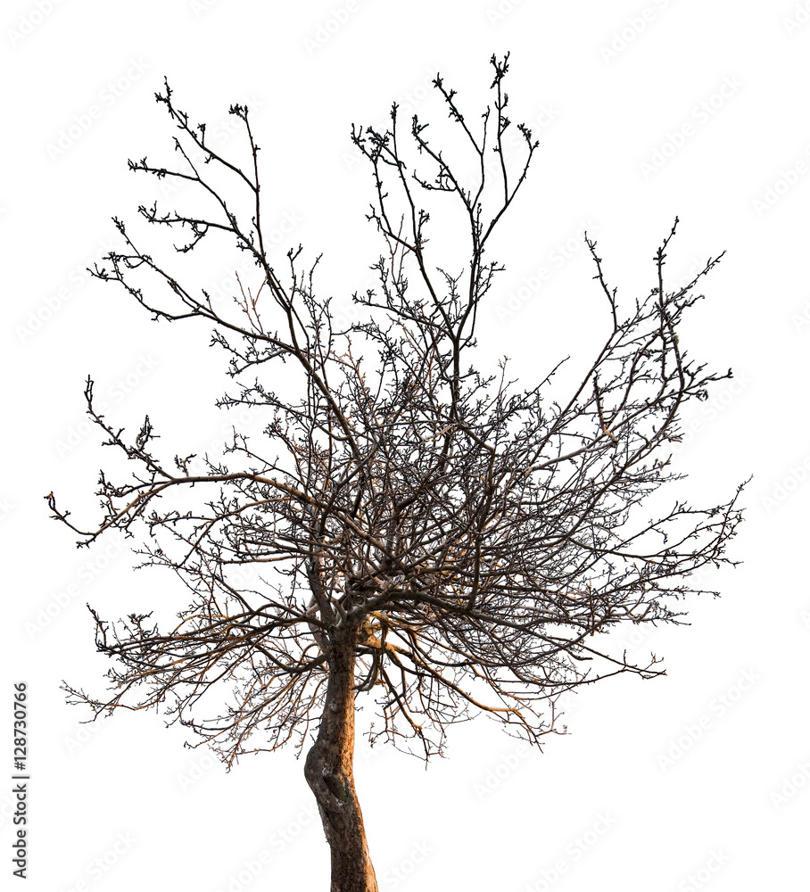 Obraz premium small bare tree with dense branches