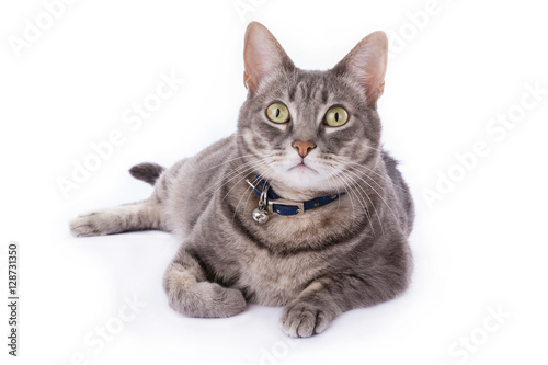 Fototapeta Naklejka Na Ścianę i Meble -  Tabby cat laying down and looking at camera isolated on white