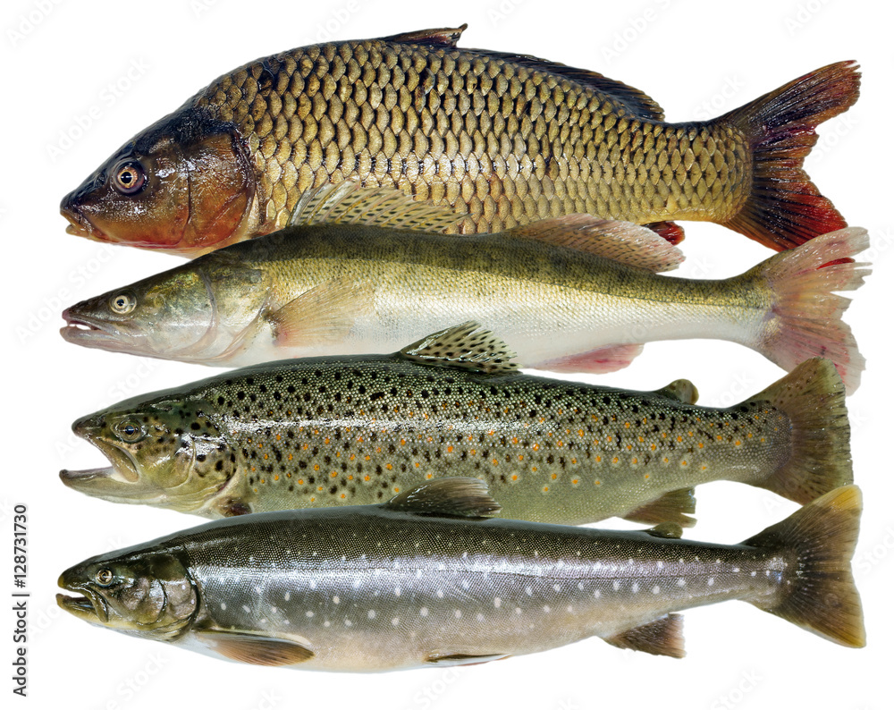 carp zander trout salmon fish group isolated carp zander trout salmon fish group isolated