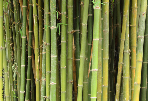 Green bamboo for texture and background