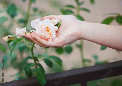 нежная роза и рука