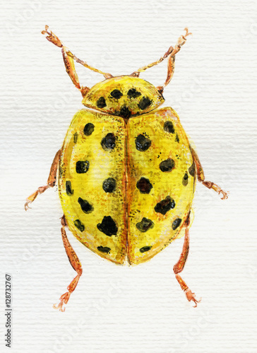 Watercolor painting of yellow ladybug. Bright insect photo