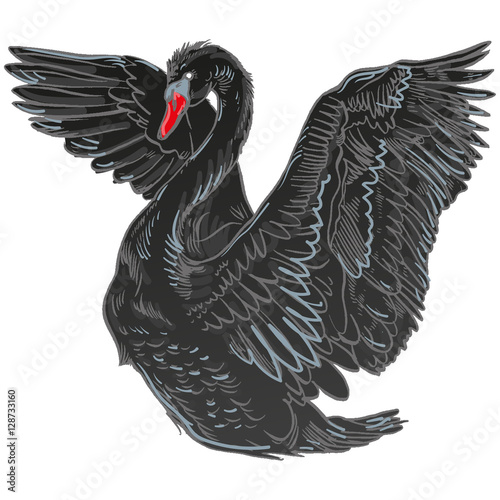 Vector illustration with handdrawn Swan