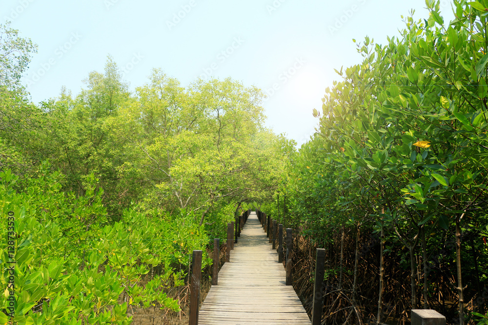 Mangrove forest under the sun light Mangrove forest under the sun light
