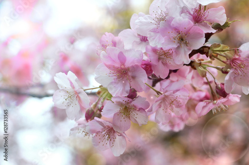 Sakura flower under the sun light  photo