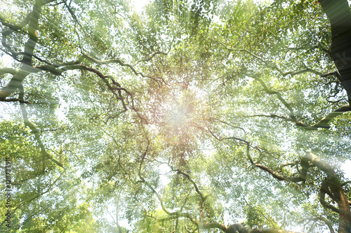Tree top under the afternoon sun light 