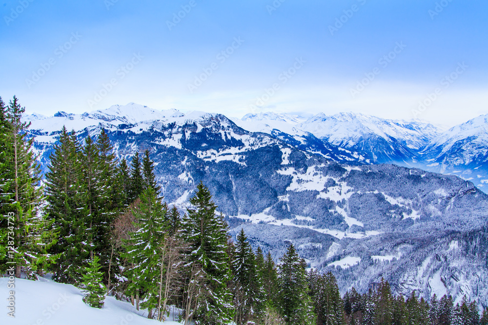 Beautiful winter landscape.  snow covered trees