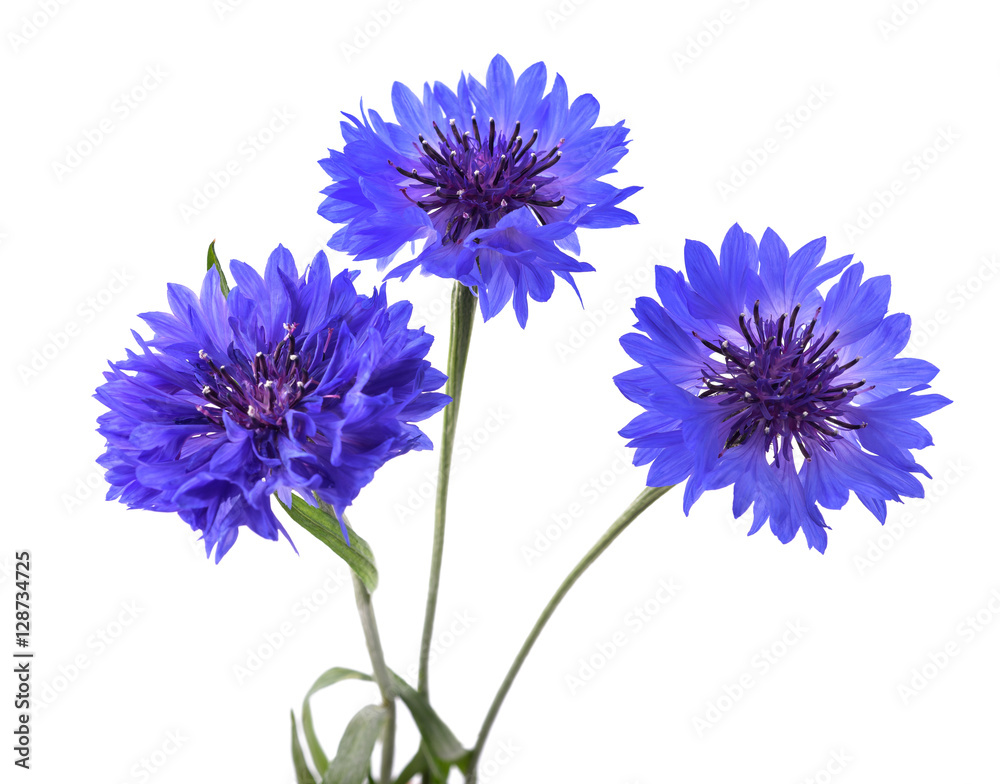Blue cornflowers isolated Blue cornflowers isolated